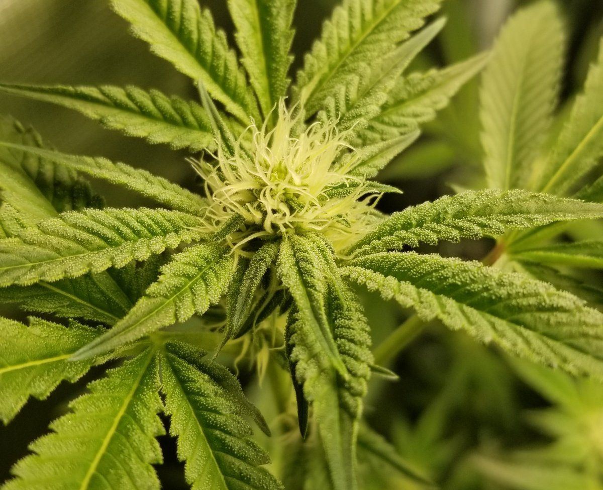 Shes beautiful for a first grow