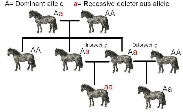 Shetland pony inbred