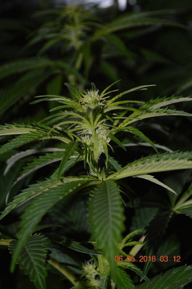 Shflower2