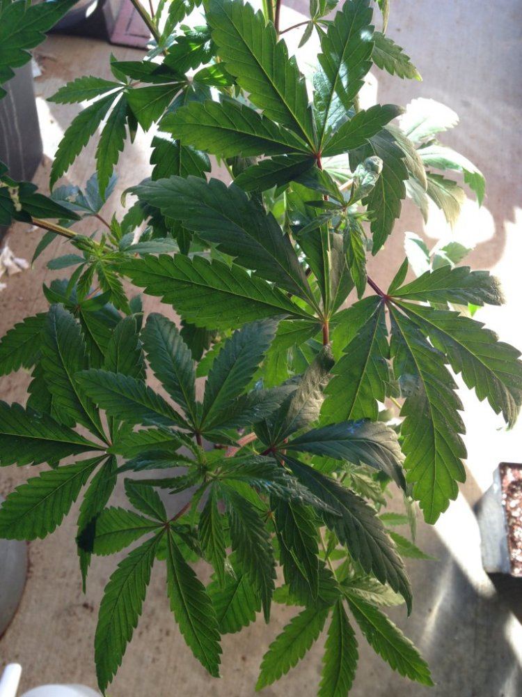 Shiatsu Kush