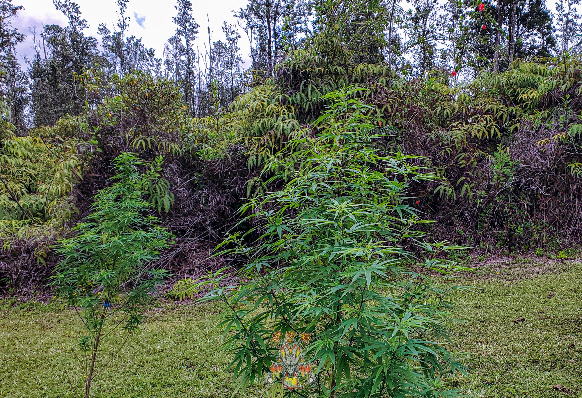 Shillong 2
