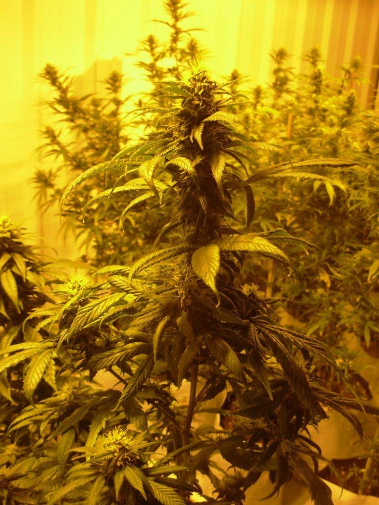 Shing silver haze day 27