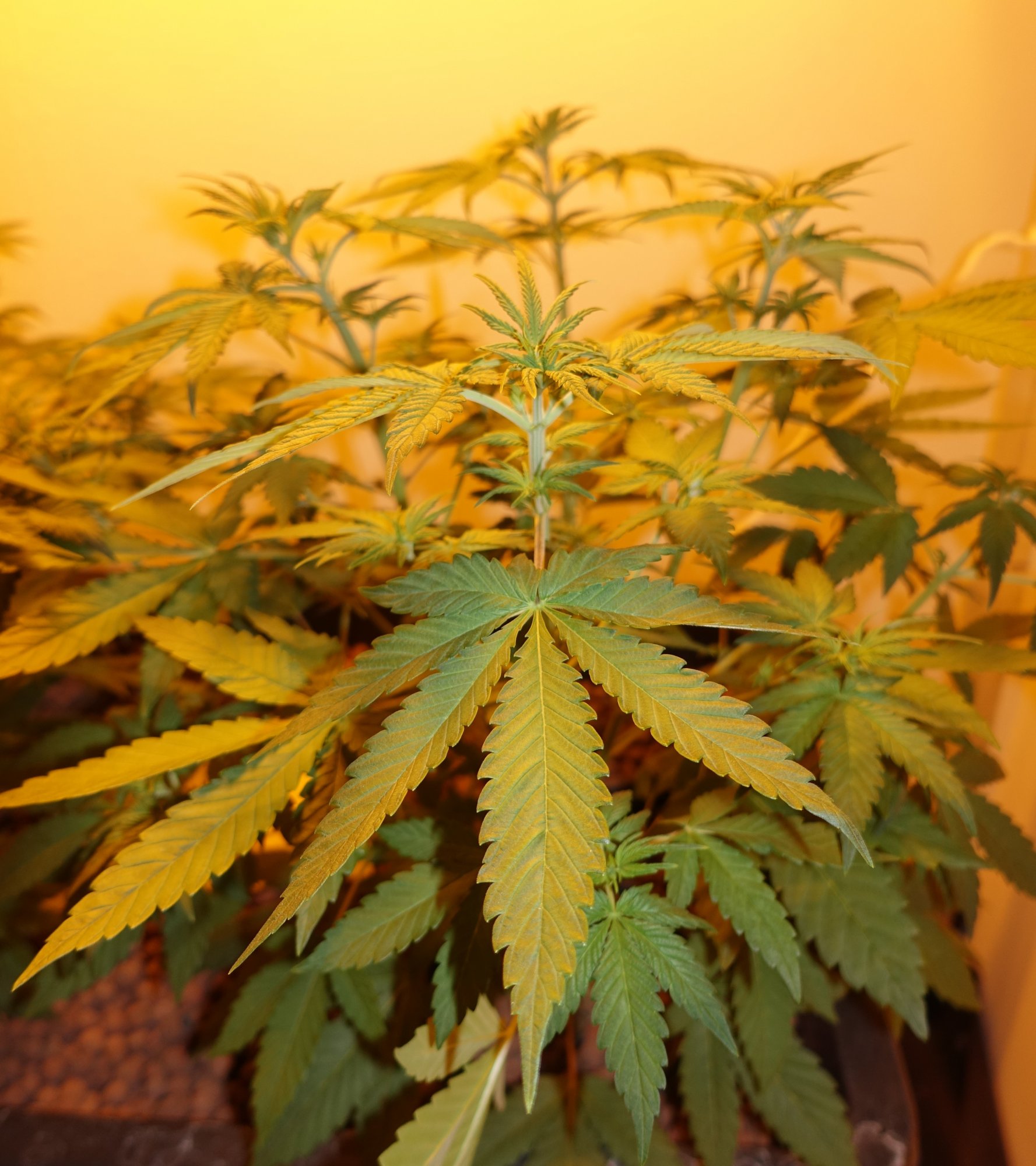 Shishkaberry f1 b