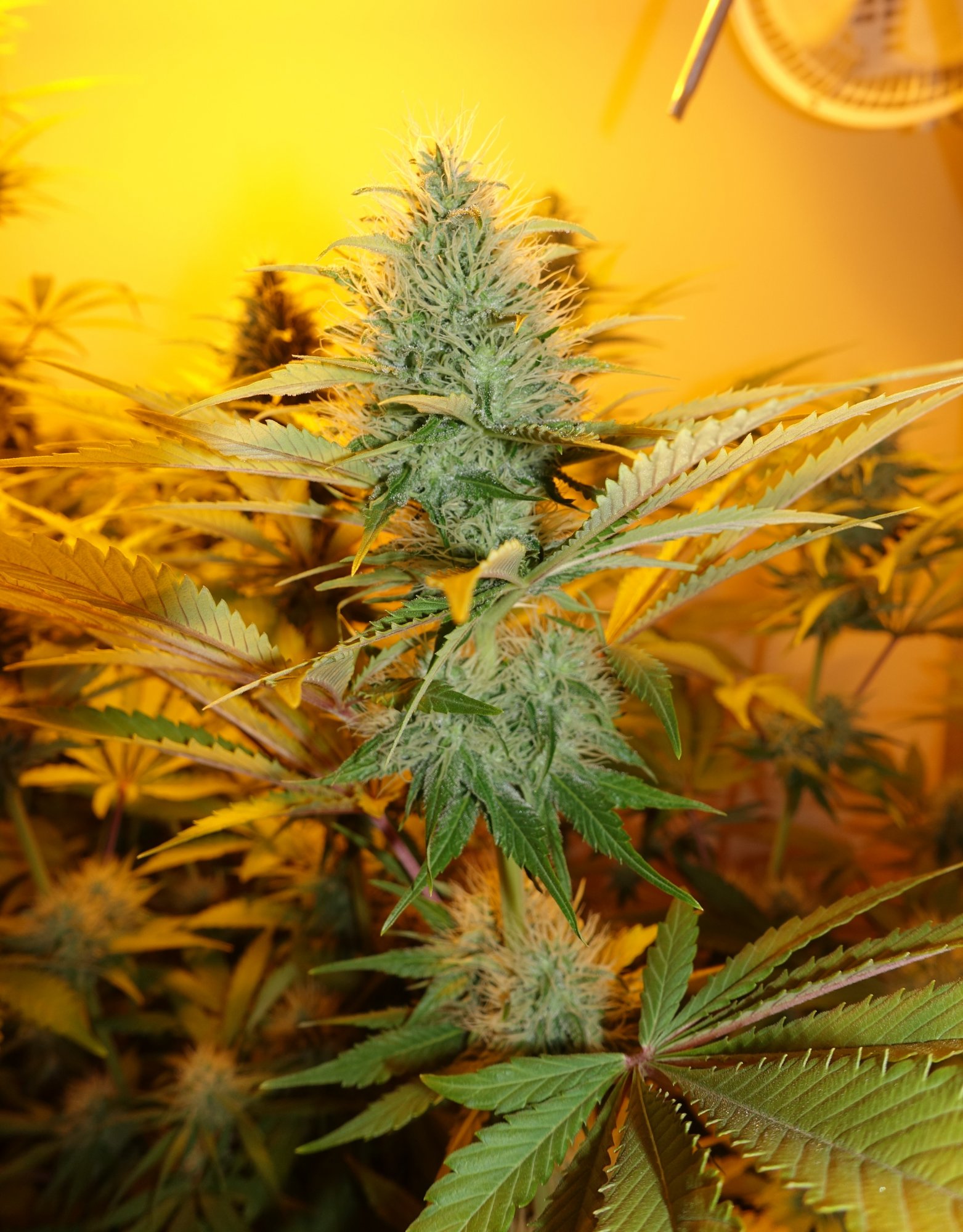 Shishkaberry f5a