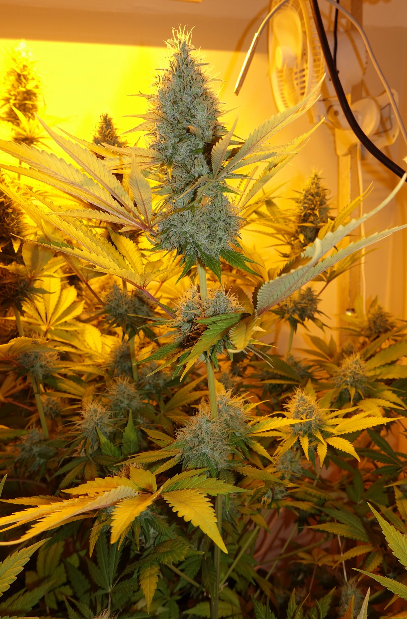 Shishkaberry f7a