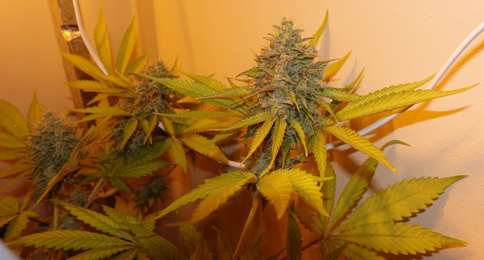 Shishkaberry f8b
