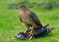 Shit hawk2e