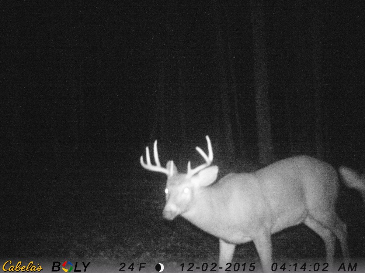 Shitstick 8pt