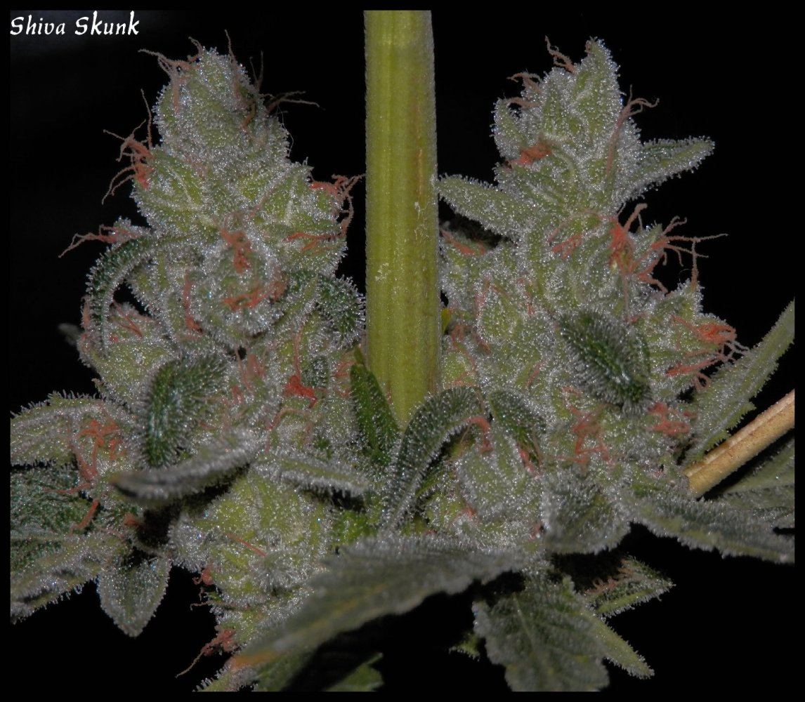 Shiva Skunk   1