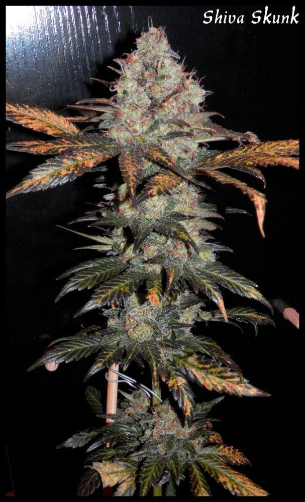 Shiva Skunk   2