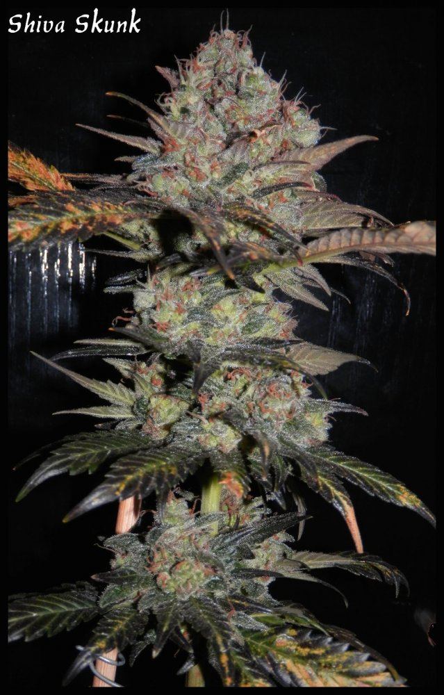 Shiva Skunk   3