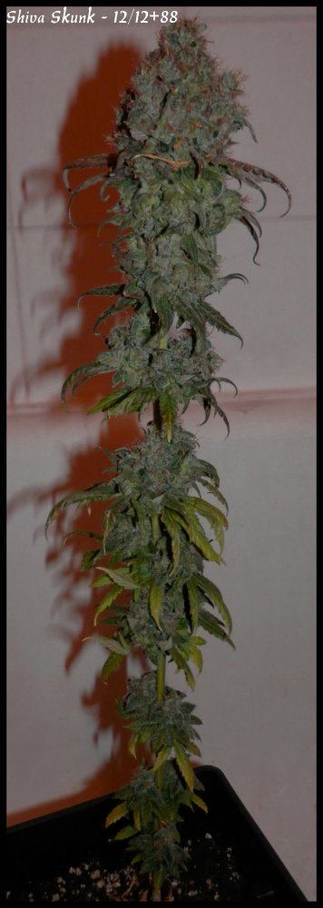 Shiva Skunk   88days   1