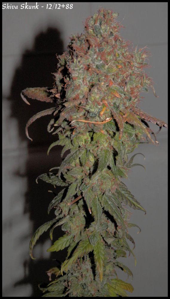 Shiva Skunk   88days   2
