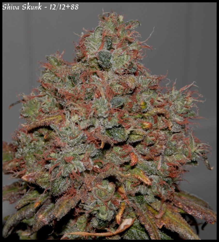 Shiva Skunk   88days   3