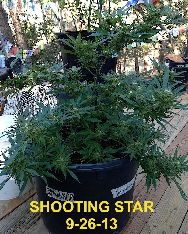 Shootingstar1