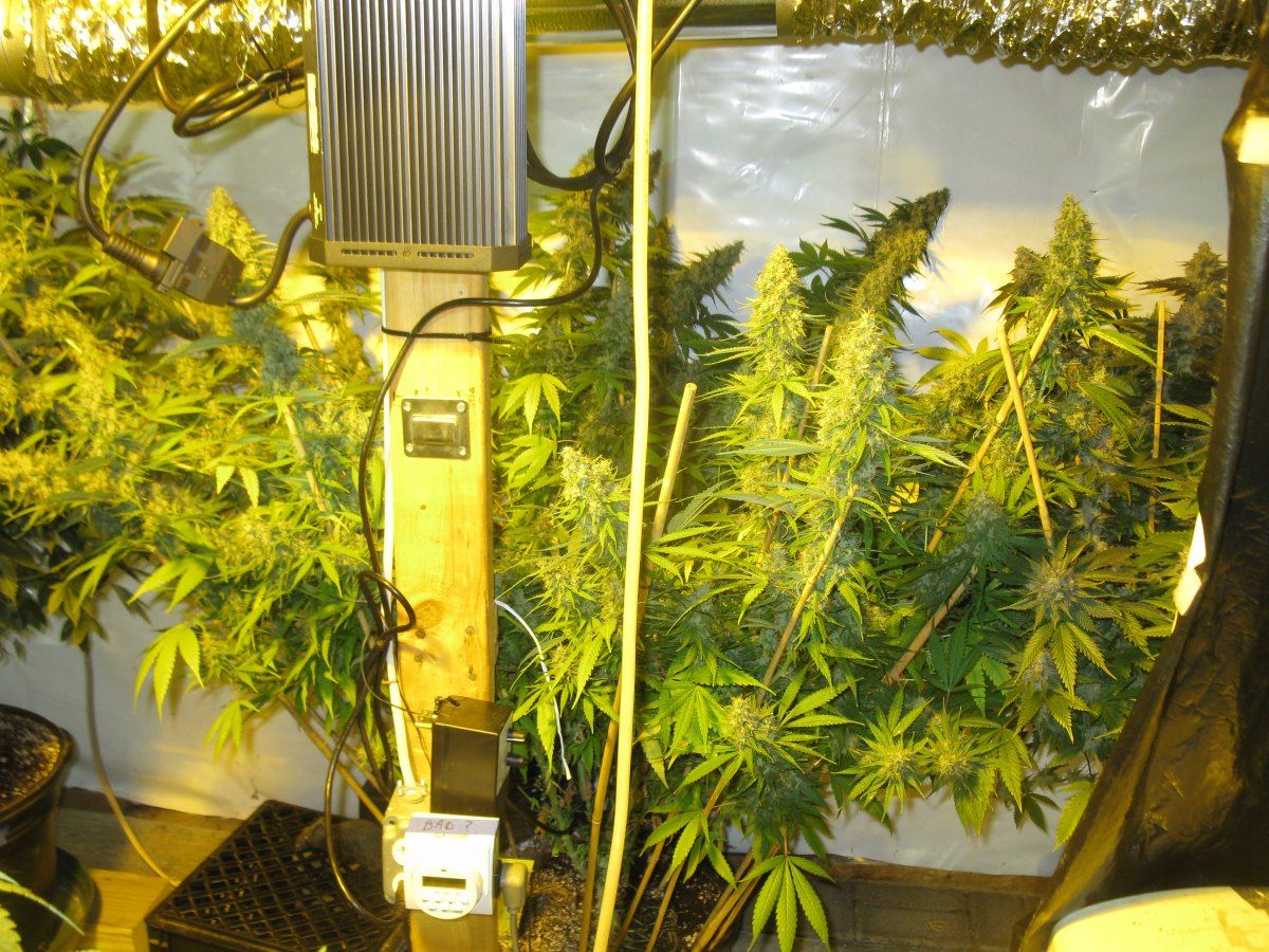 Shop dd haze 2 004