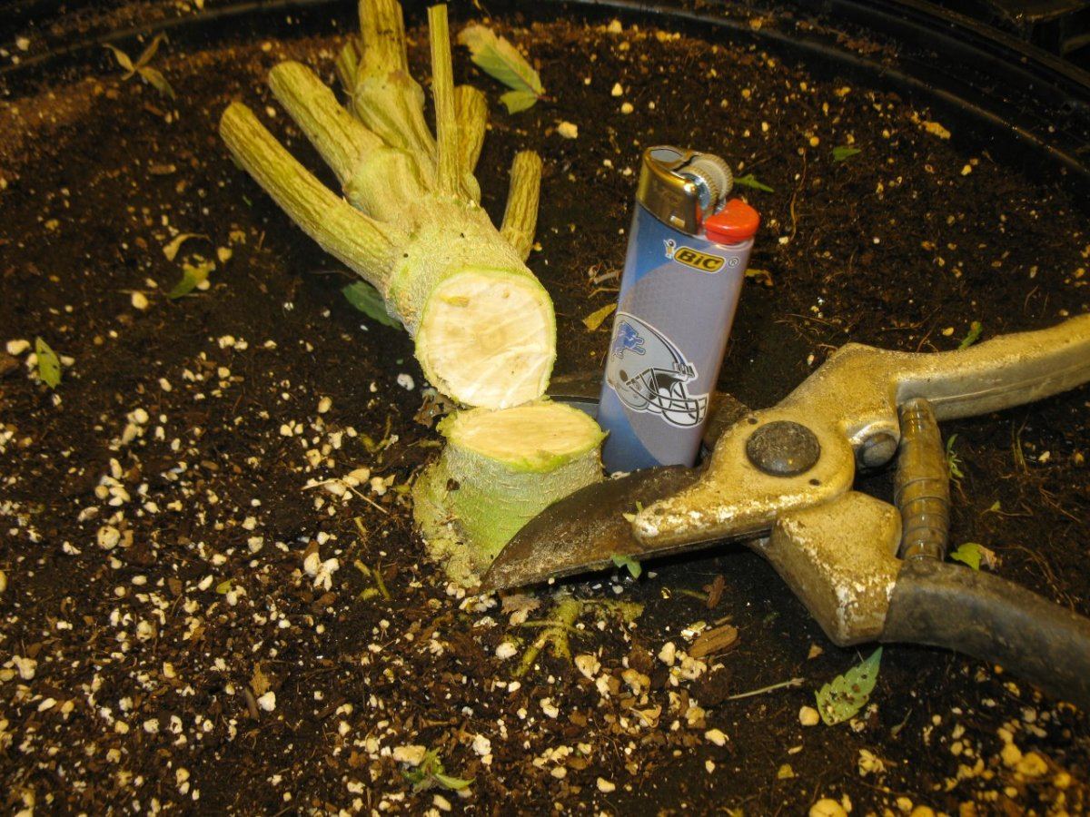 Shop  stumps 039