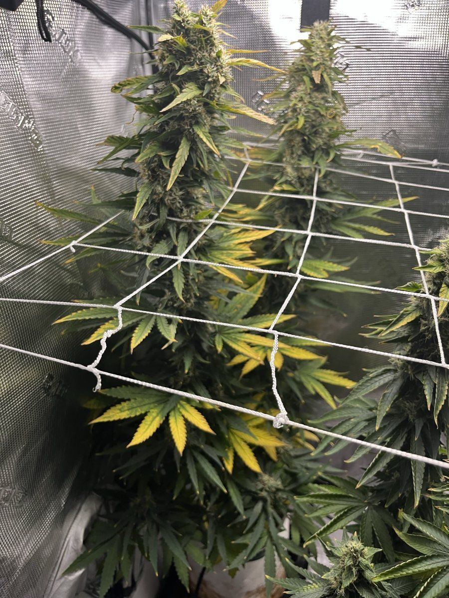 www.thcfarmer.com