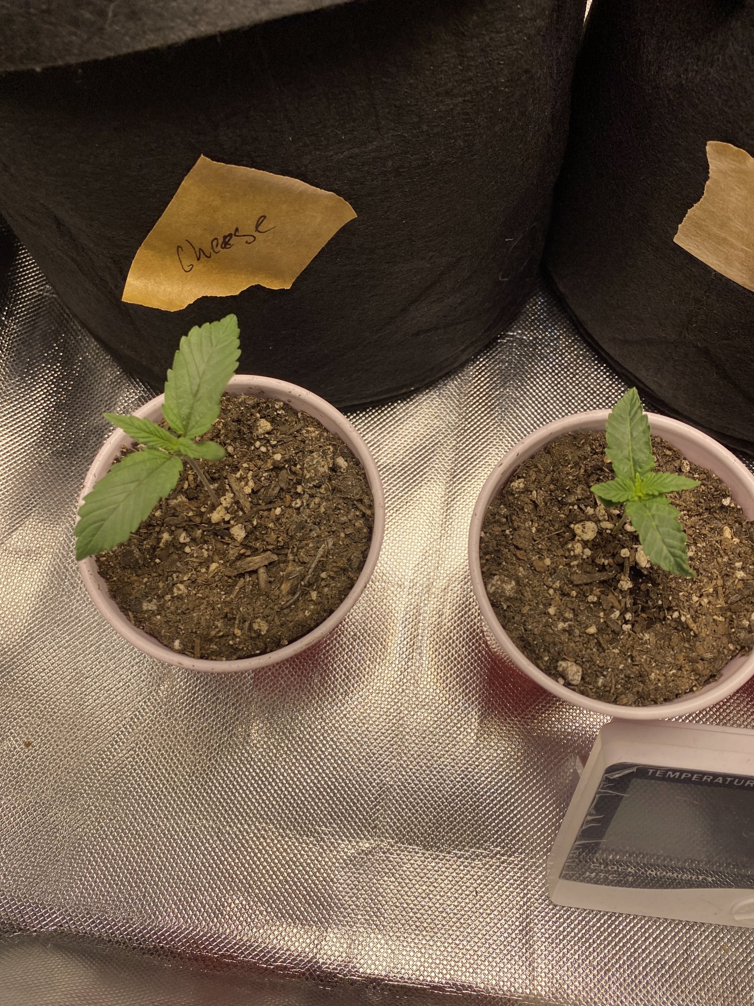 Should i be concerned seedlings 3