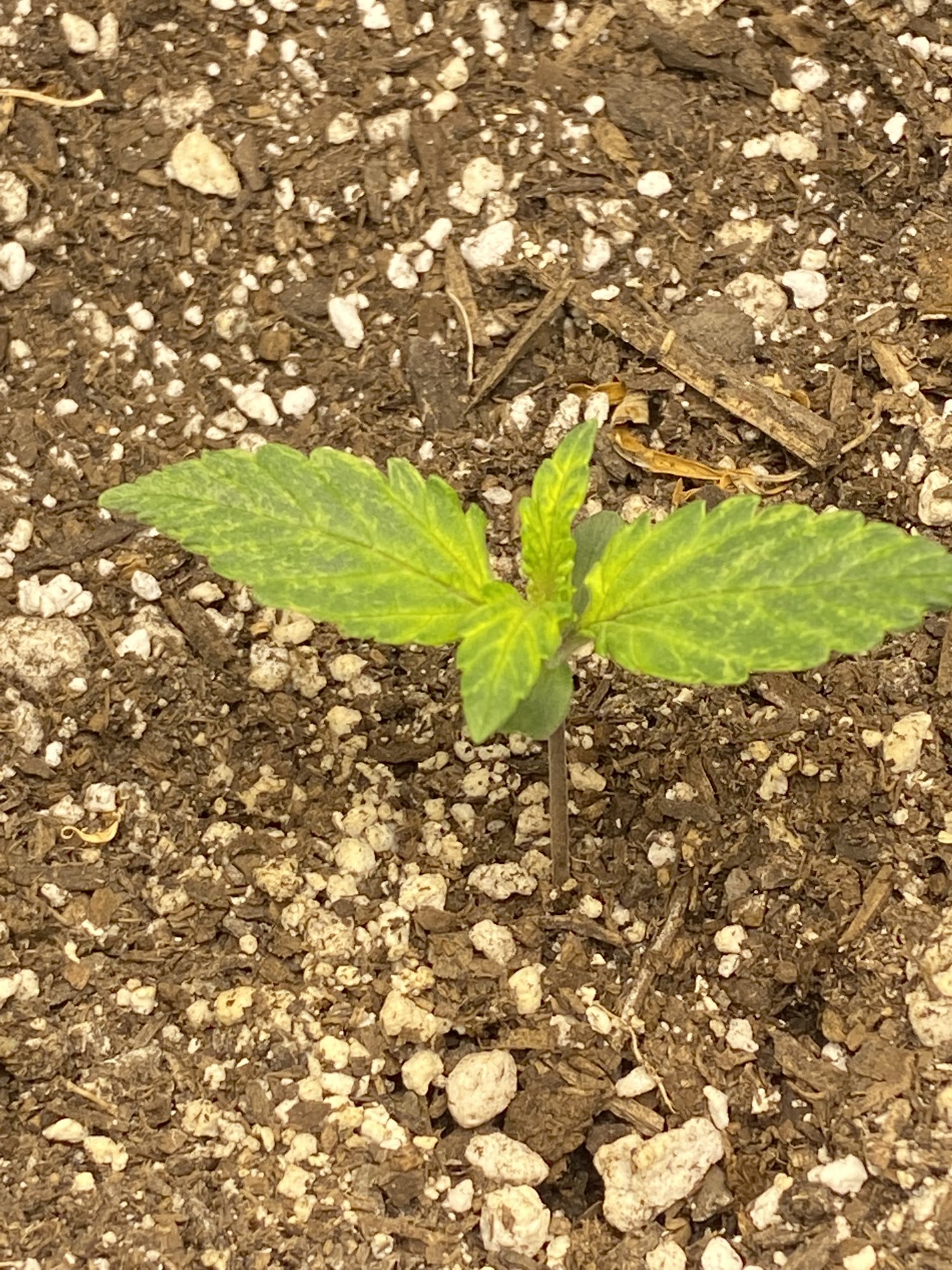 Should i be concerned seedlings
