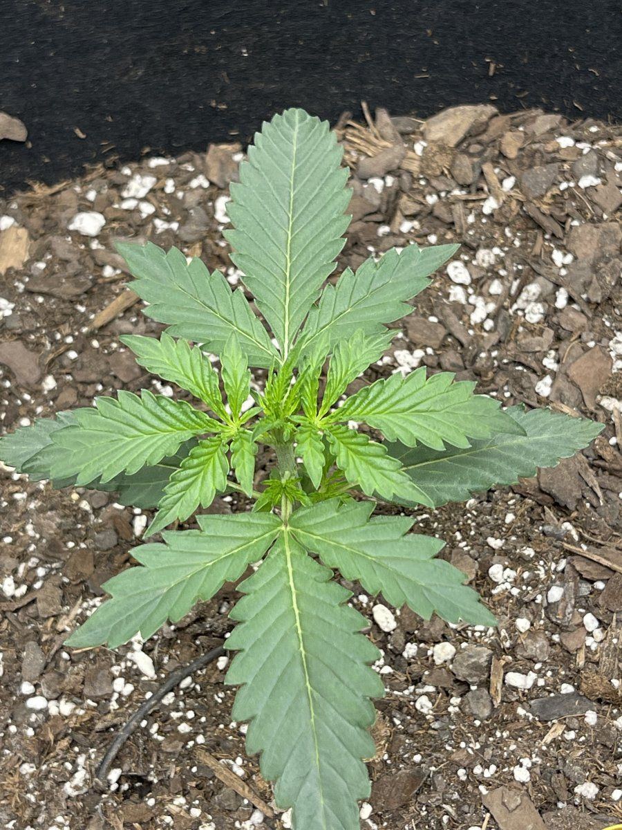 Should i be worried first time grower 2