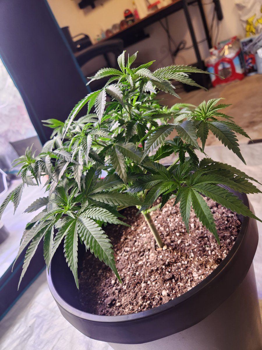 Should i continue these girls in veg or just throw them into flower its been 2 and a half mont 8
