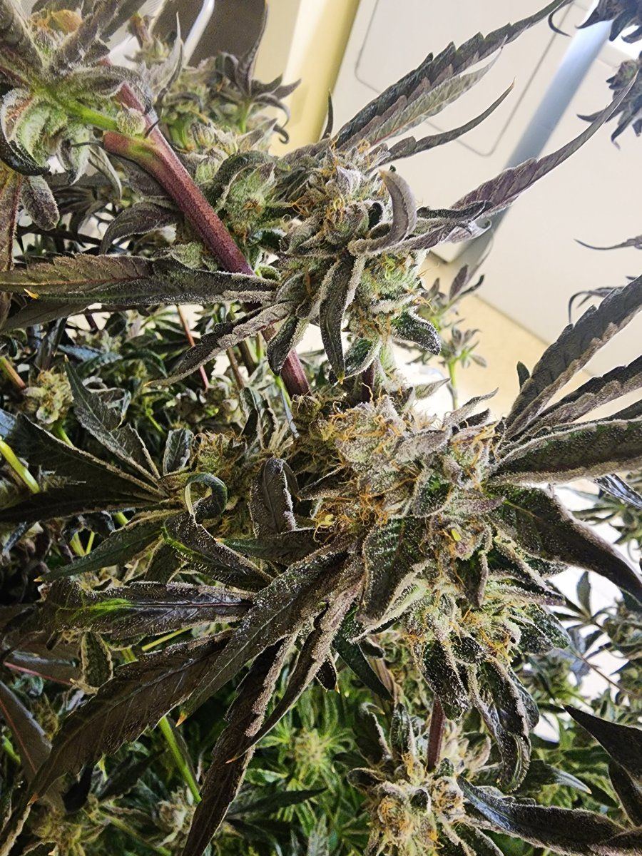 Should i cut lower branches 15 weeks from harvest 2