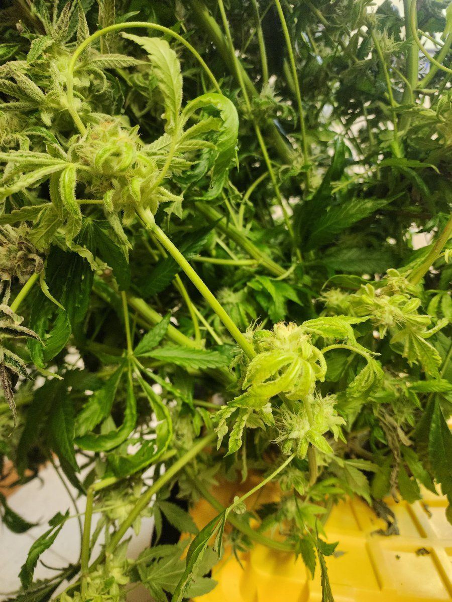 Should i cut lower branches 15 weeks from harvest 3