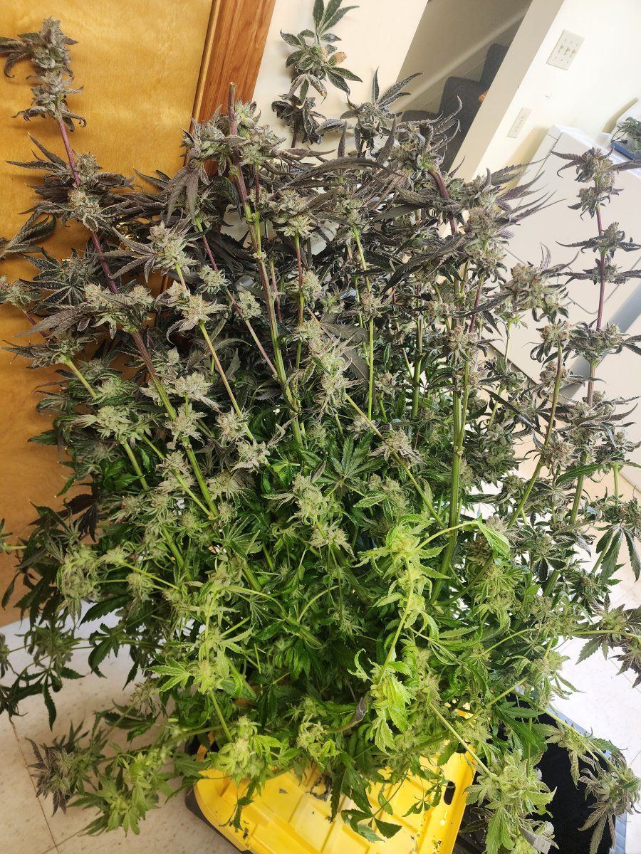 Should i cut lower branches 15 weeks from harvest