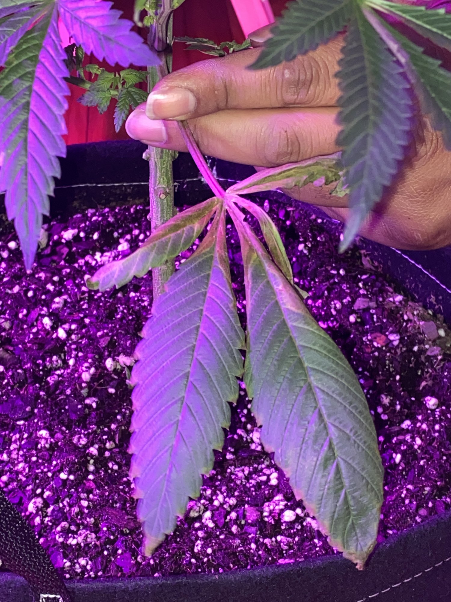 Should i cut off my fan leaves during flowering stage 2