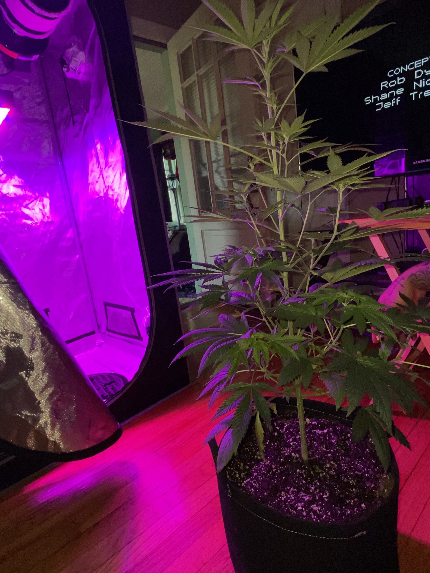 Should i cut off my fan leaves during flowering stage