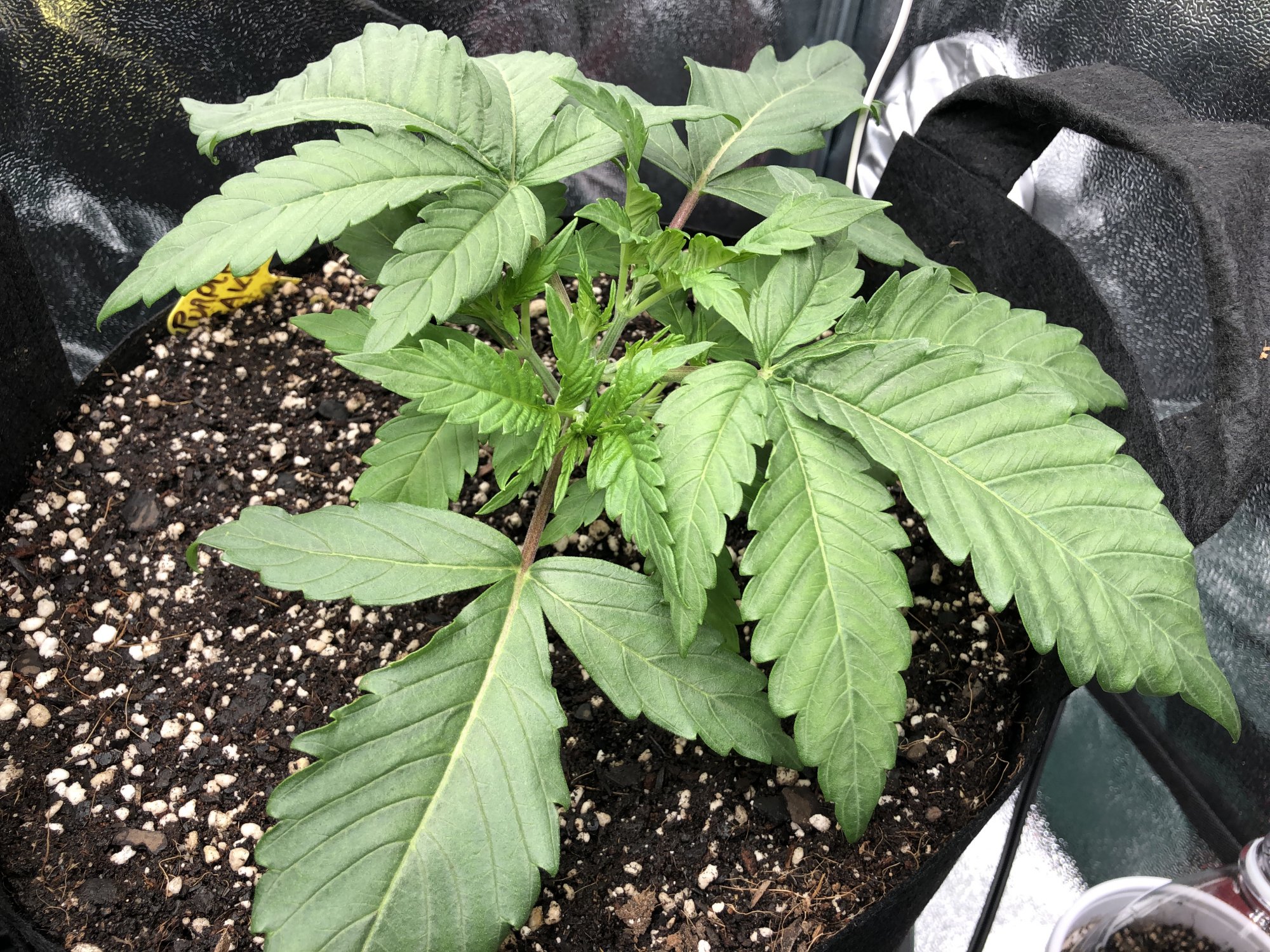 Should i defoliate leaves are blocking some sites 3