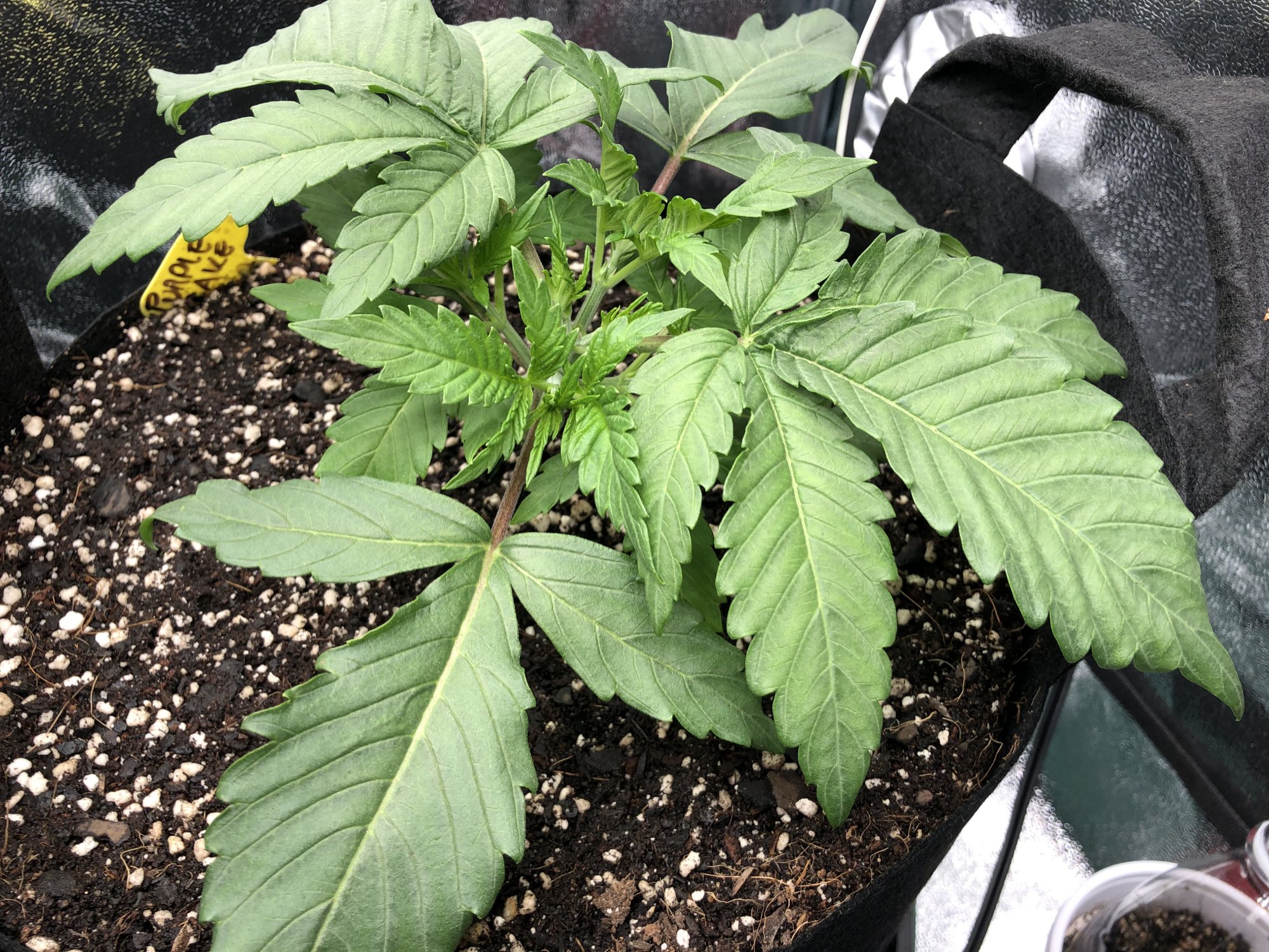 Should i defoliate leaves are blocking some sites 4