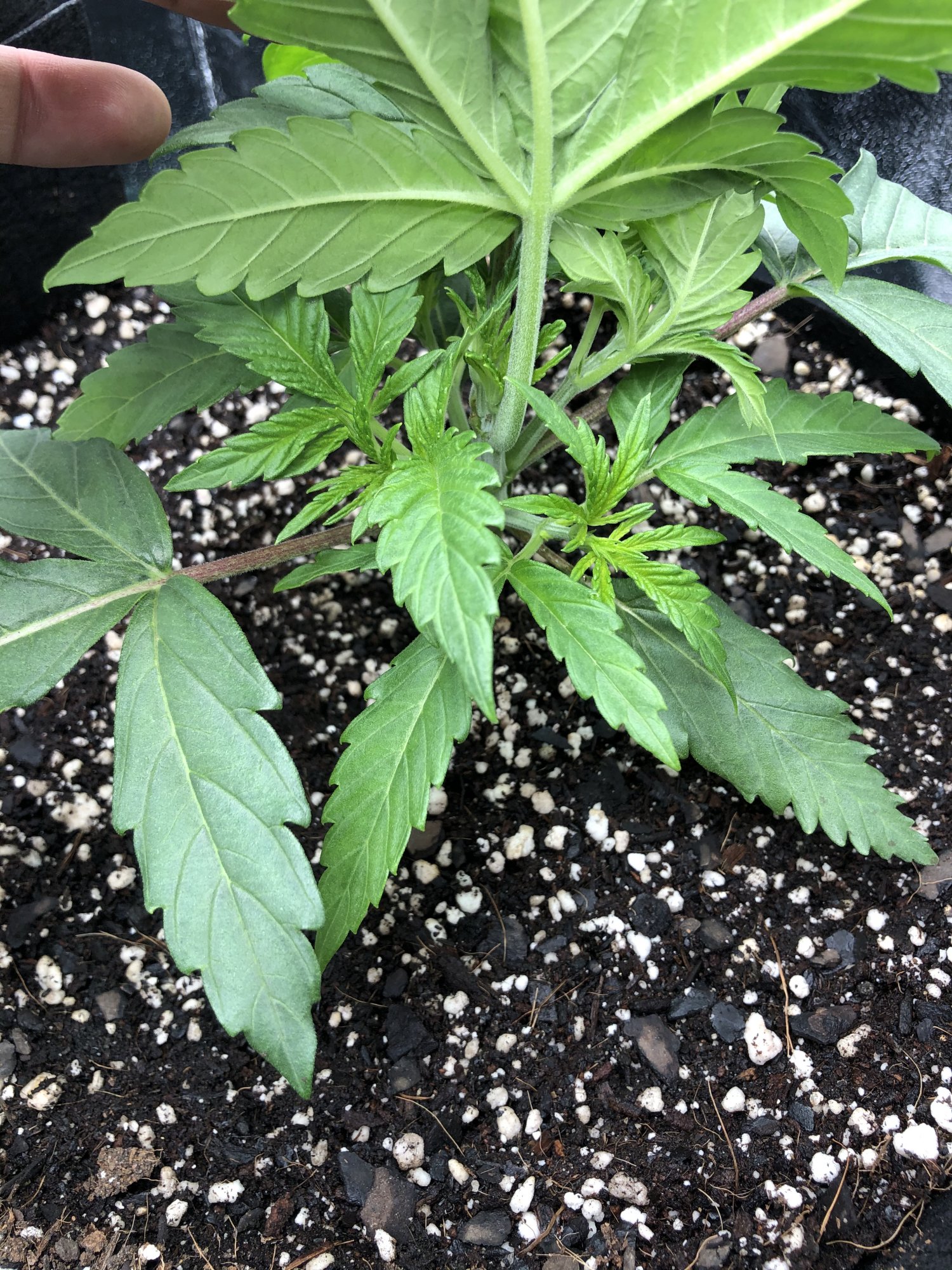 Should i defoliate leaves are blocking some sites 5