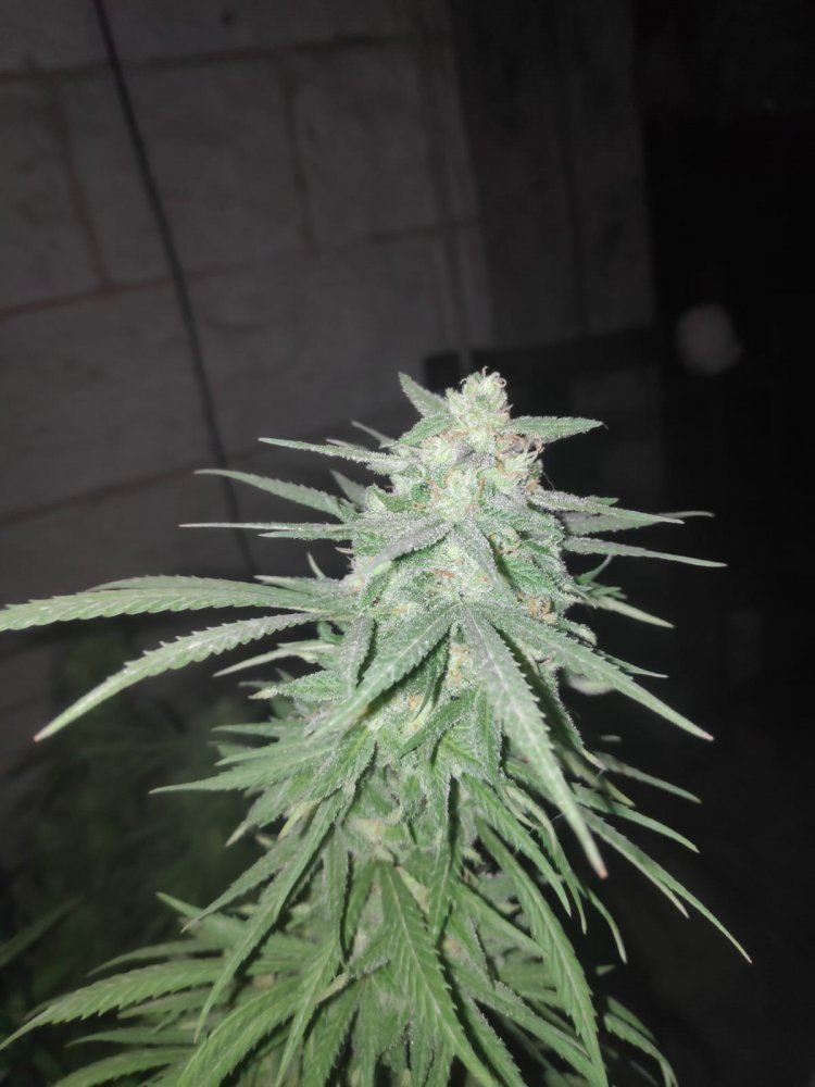 When do buds gain the most weight?