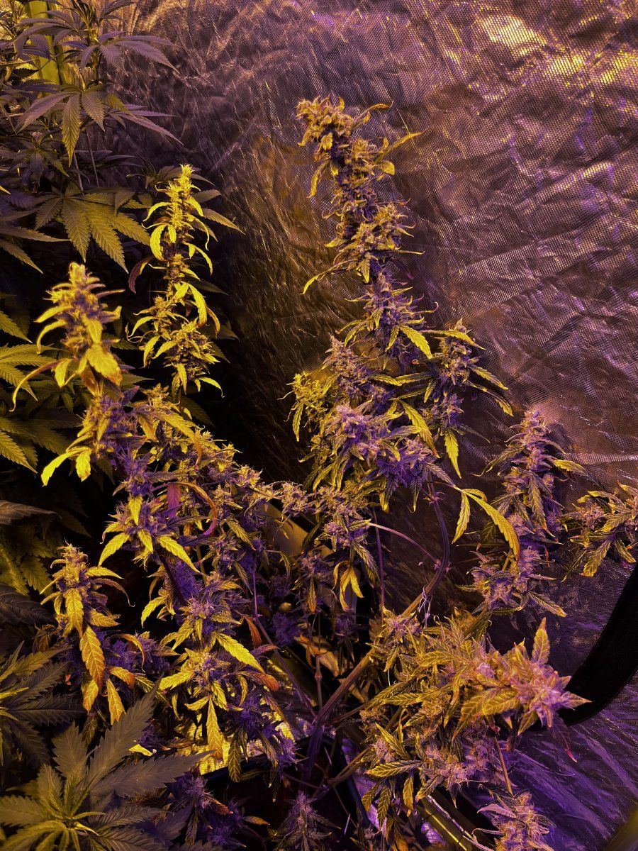 Should i harvest this auto yet 3