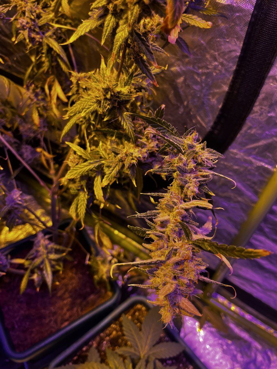Should i harvest this auto yet 4