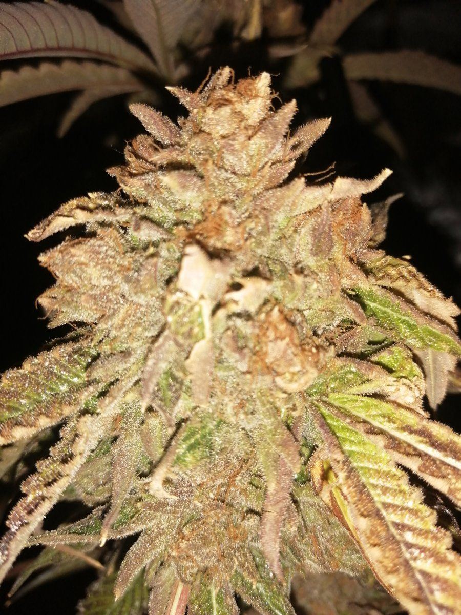 Should i harvest with clear trichs 3
