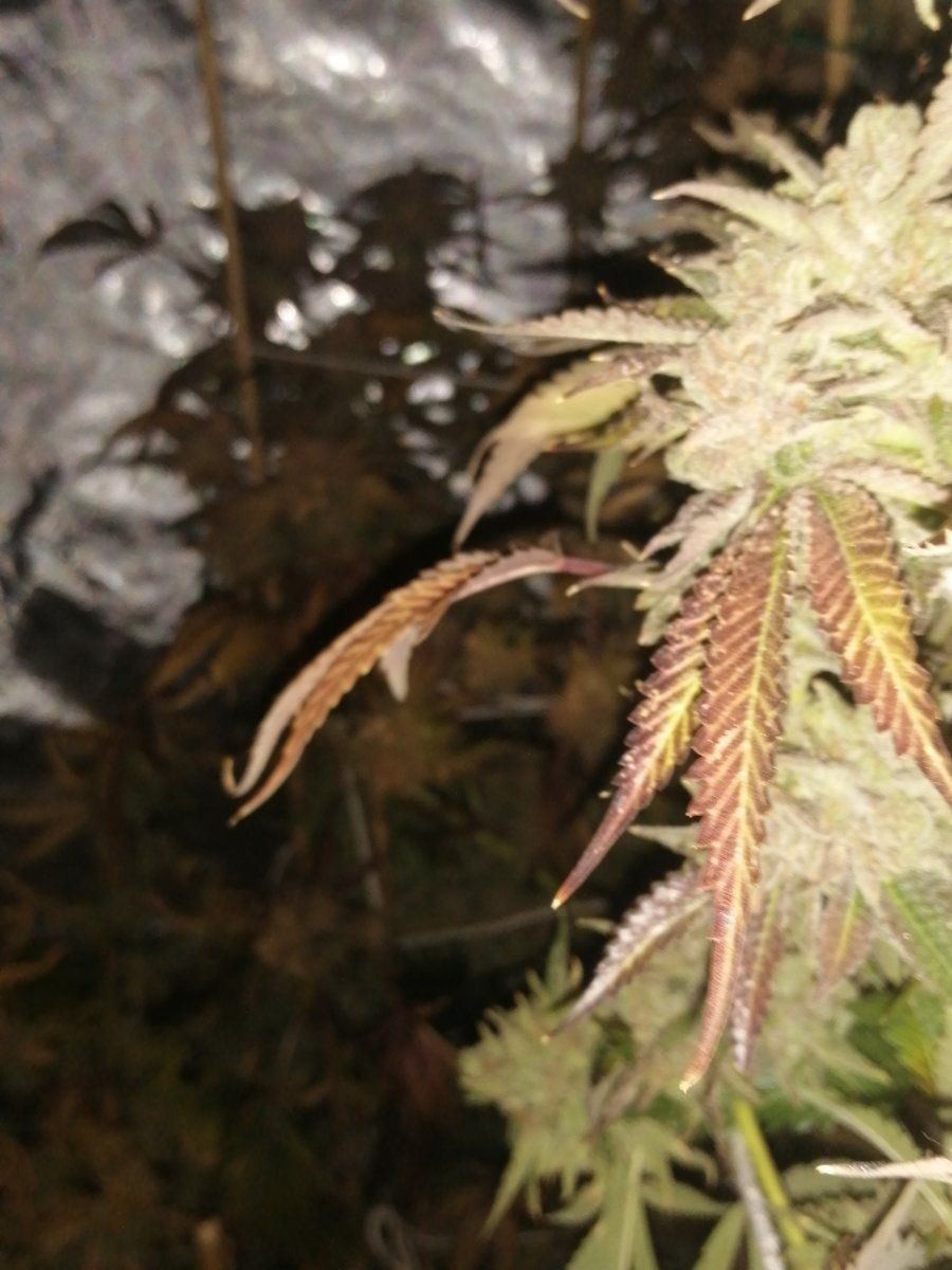 Should i harvest with clear trichs 6