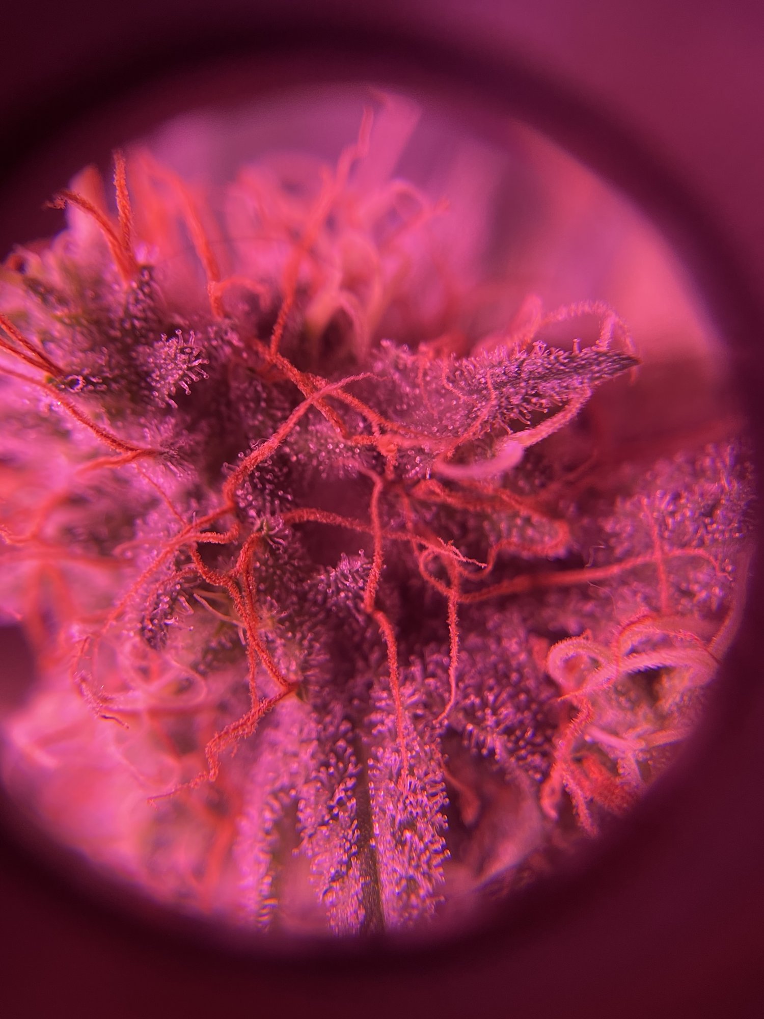 Should i keep a hermie 4