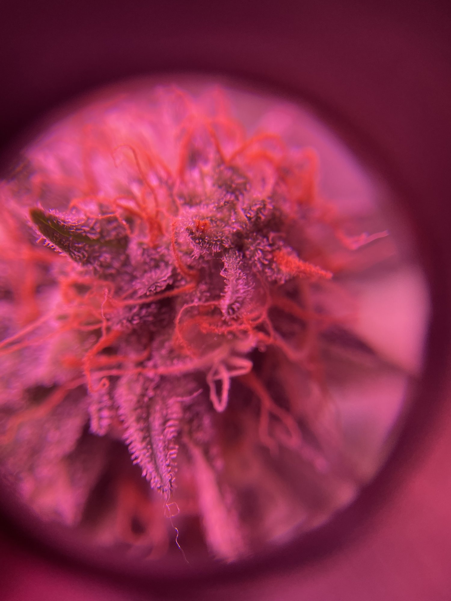 Should i keep a hermie 5