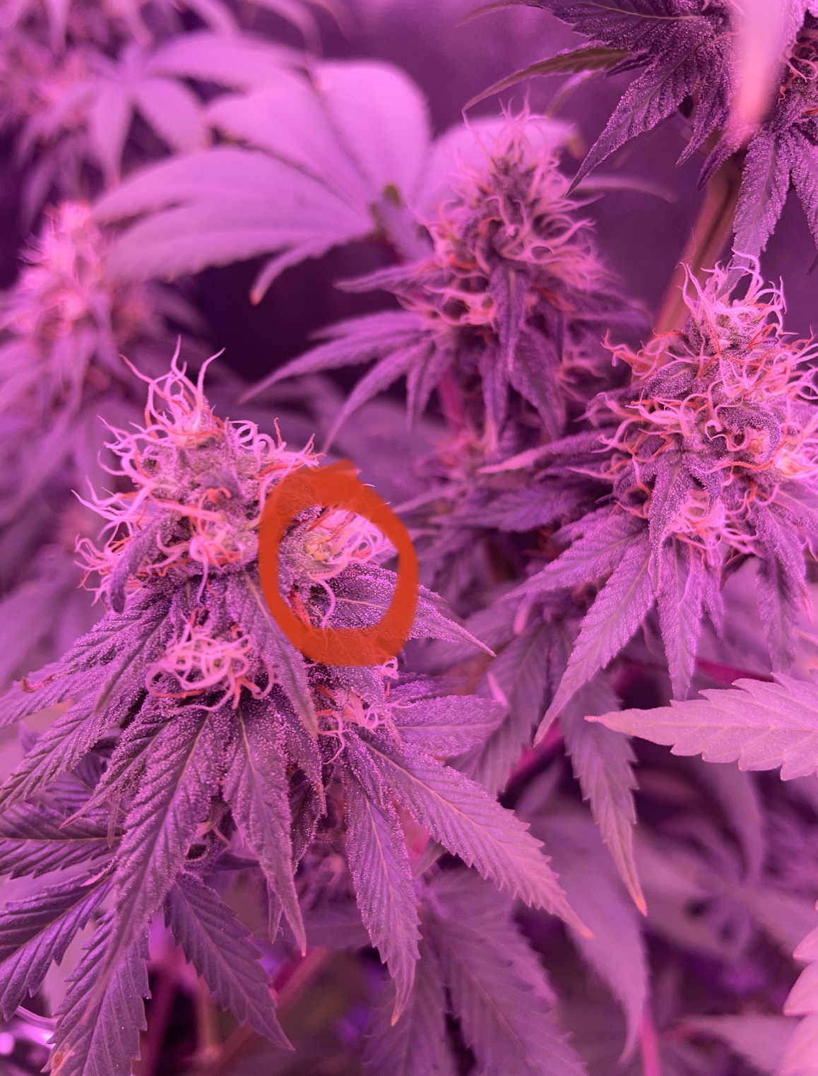 Should i keep a hermie 6