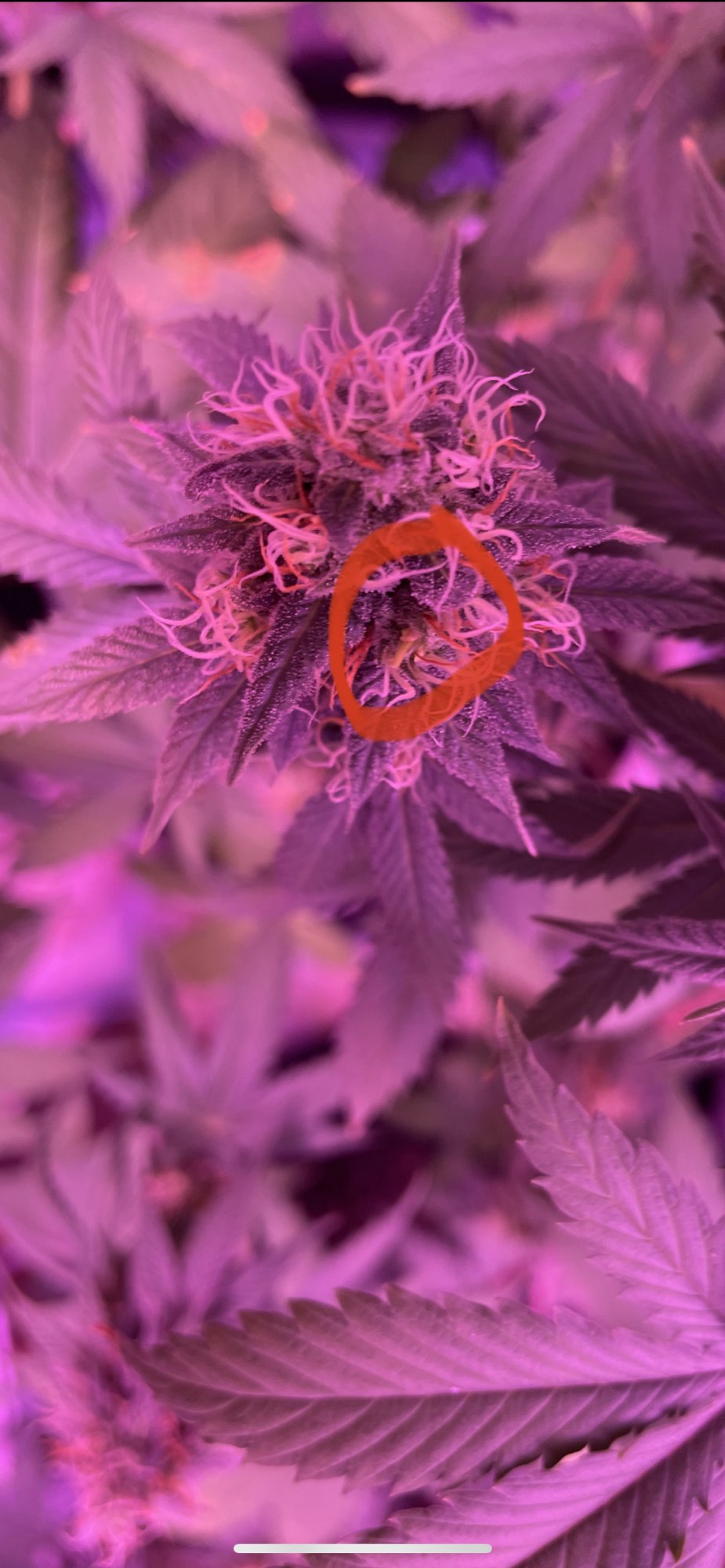 Should i keep a hermie 7