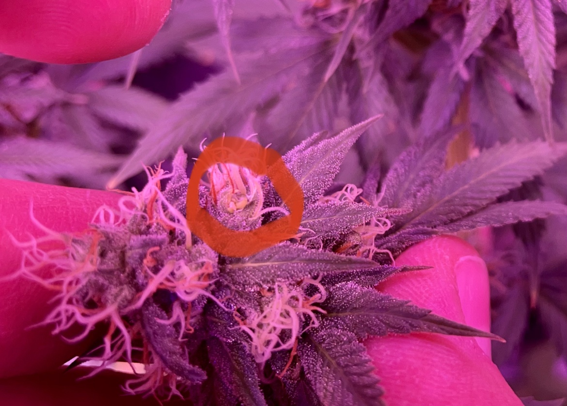 Should i keep a hermie 8