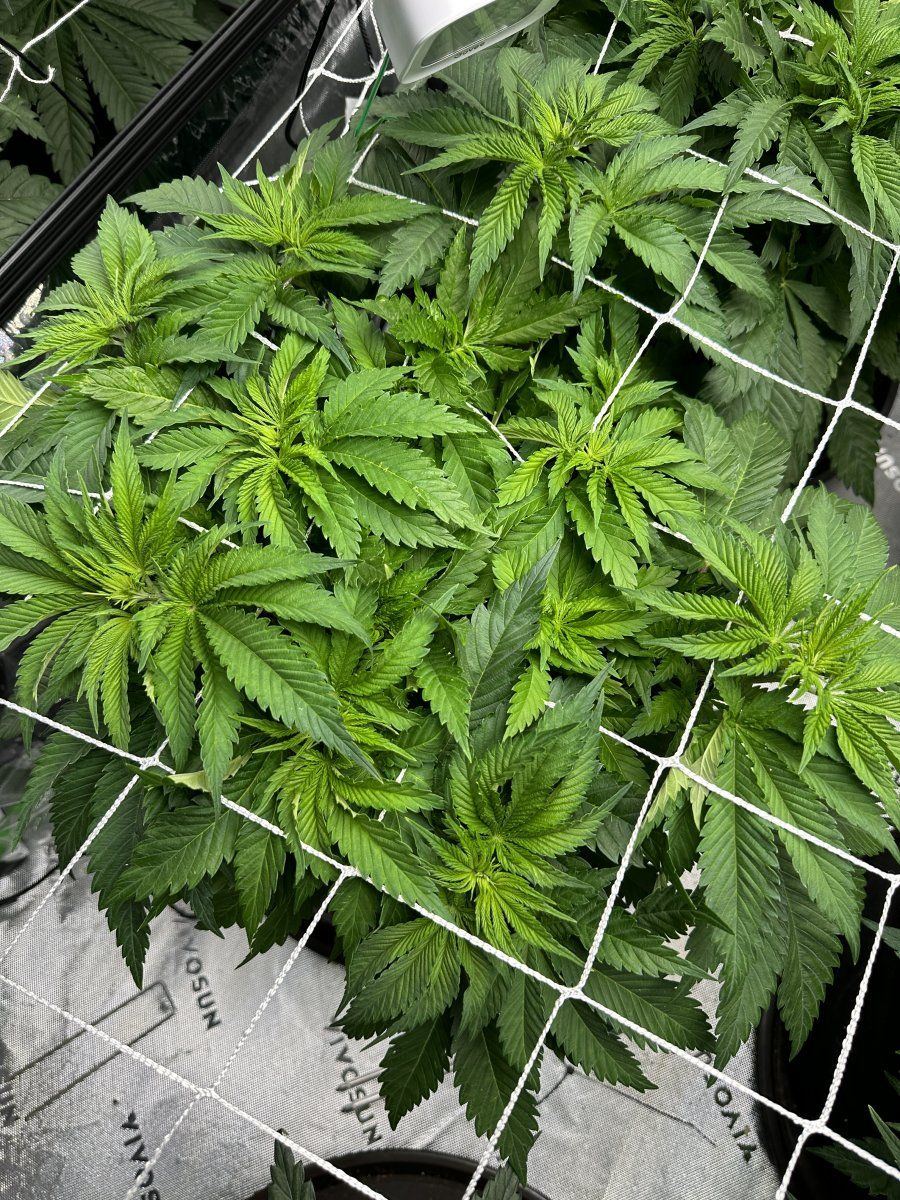 Should i keep defoliating autos if they fill back in 2