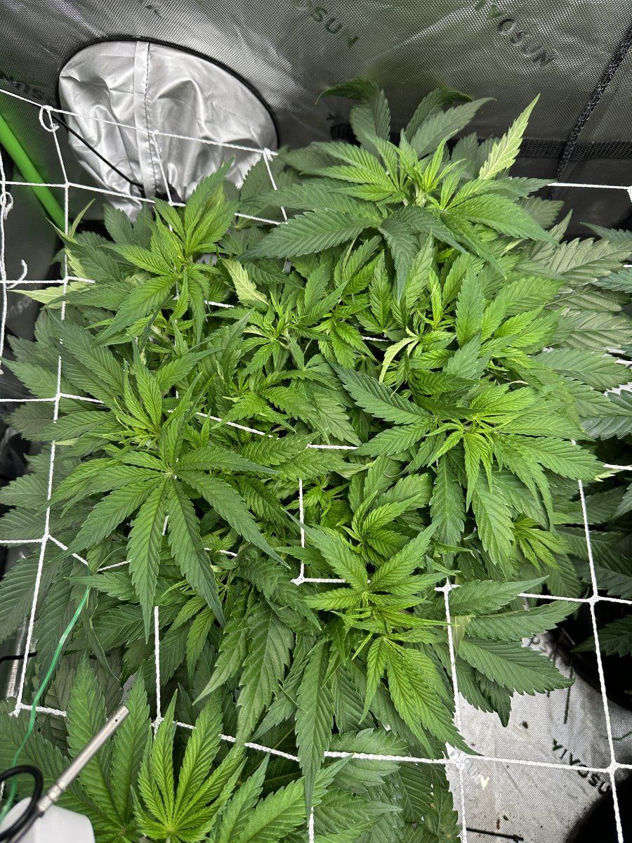 Should i keep defoliating autos if they fill back in