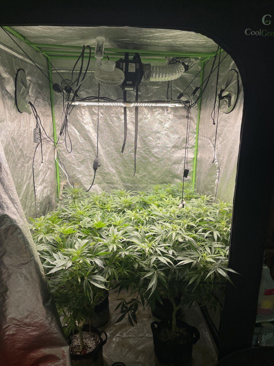 Should i keep putting branches under the scrog im in flower 2
