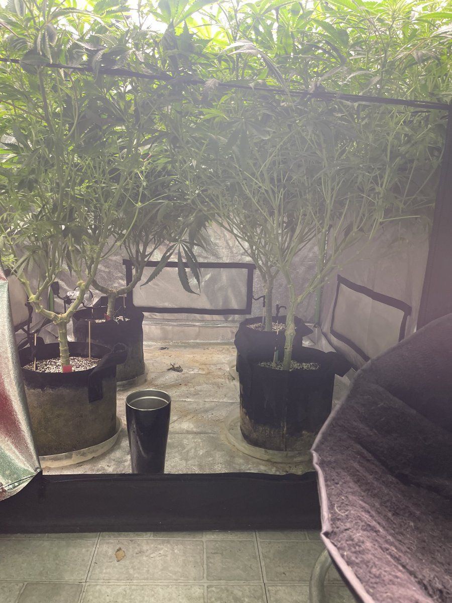 Should i keep putting branches under the scrog im in flower 3