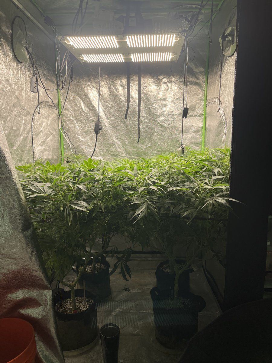 Should i keep putting branches under the scrog im in flower 4