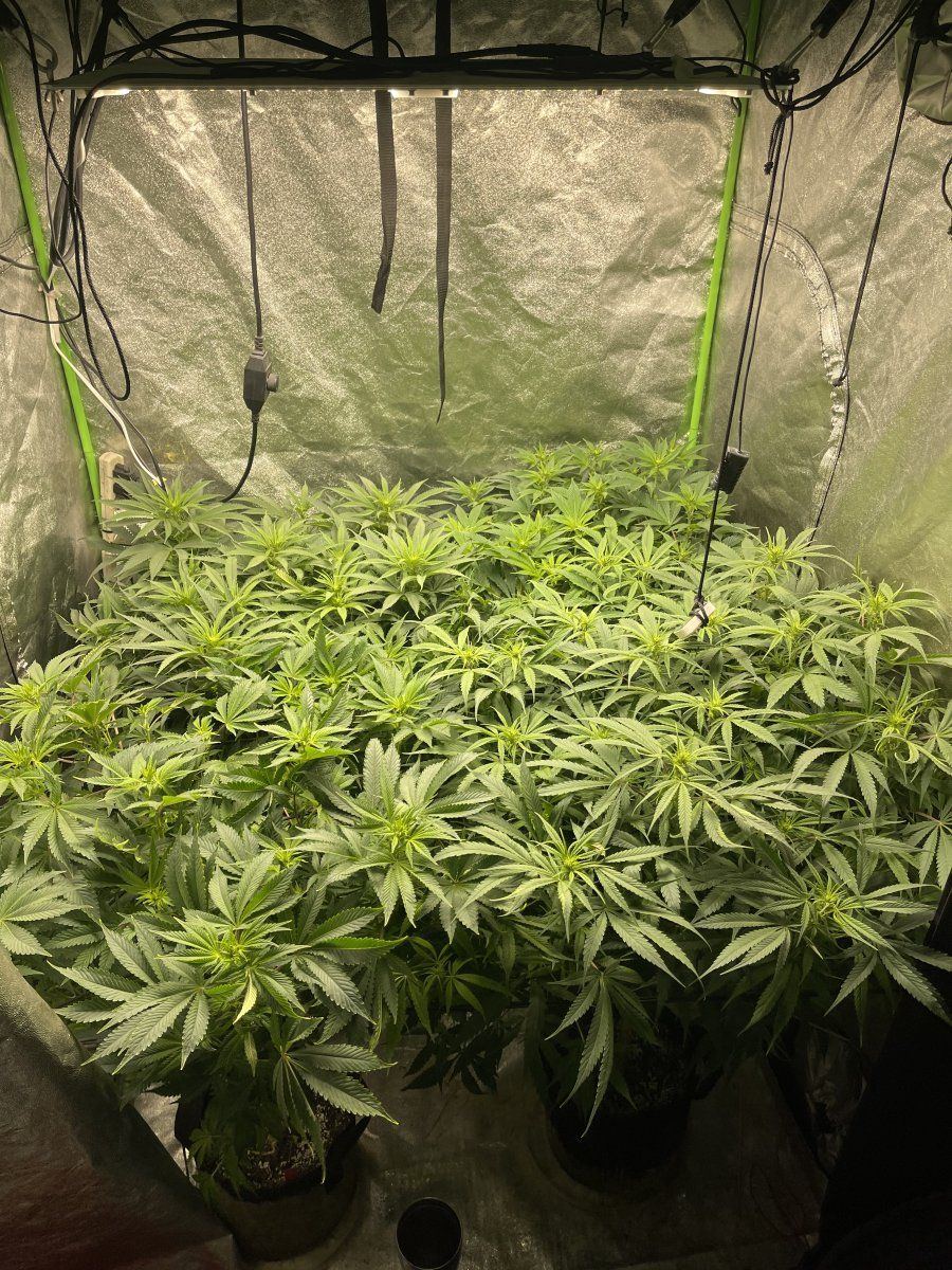 Should i keep putting branches under the scrog im in flower